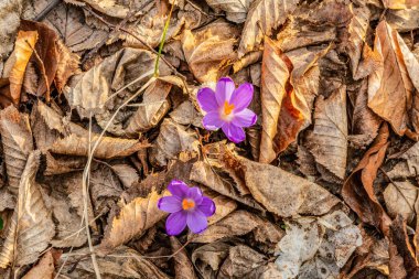 Ormandaki güzel crocus crocus