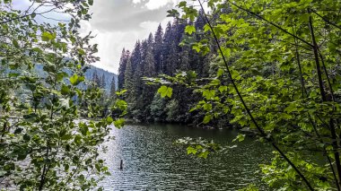 Göldeki ormanda güzel bir ağaç görüntüsü.