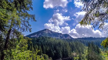Ağaçlar ve ormanlarla kaplı dağ manzarası