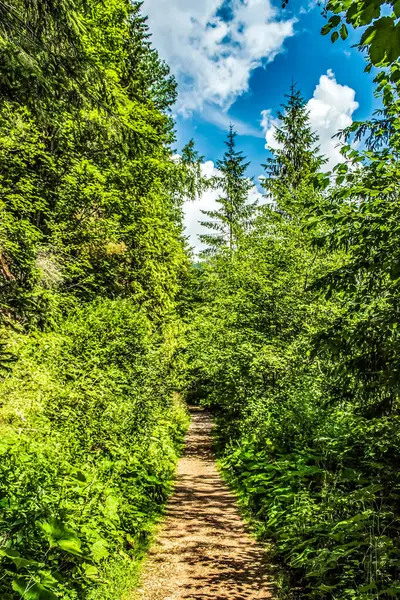 Yaz aylarında orman iz