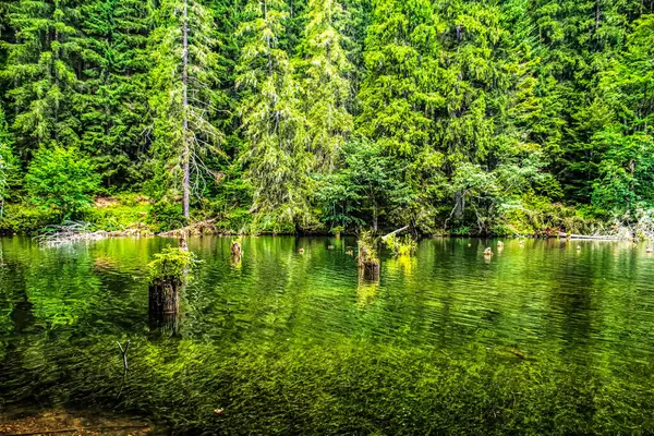 Ormanda gölü olan güzel bir manzara.