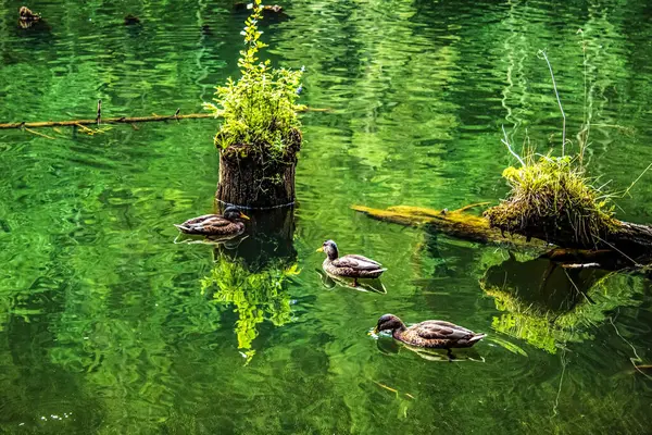 Göldeki güzel ördekler