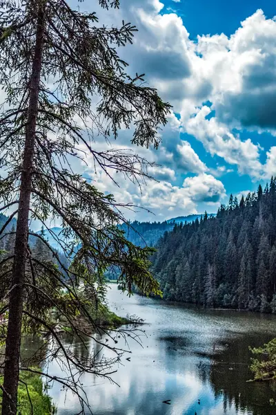 Ormanın güzel manzarası