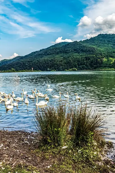 Gölde beyaz kuğular olan güzel bir manzara.