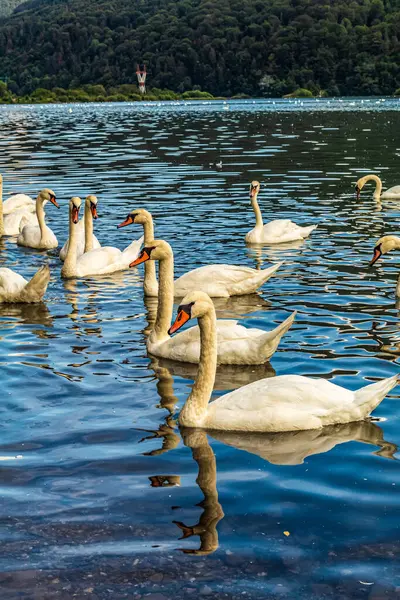 Gölde yüzen kuğular