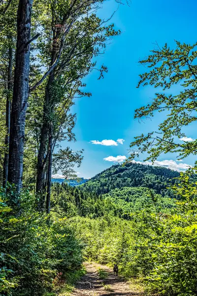 Ormanın güzel manzarası