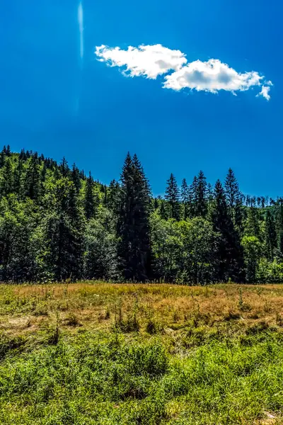 Arka planda mavi gökyüzü olan ormanın güzel bir görüntüsü.