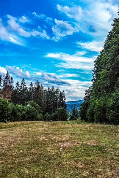 Ağaçları ve mavi gökyüzü olan güzel bir manzara.