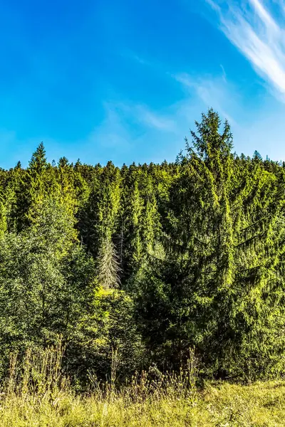 Ağaçlı yeşil bir ormanın güzel bir görüntüsü.