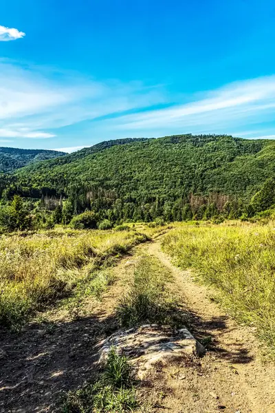 Güzel manzara ile yol ve orman