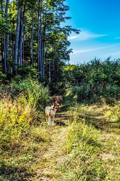 Ormanda köpeği olan güzel bir köpek.