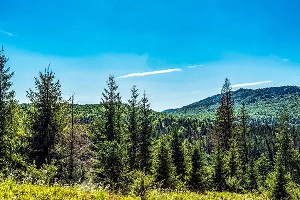 Yaz dağı manzarası. Güzel dağ ormanı. yüksek kaliteli fotoğraf.
