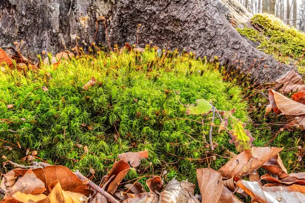 Ormandaki ağaçta yeşil yosun