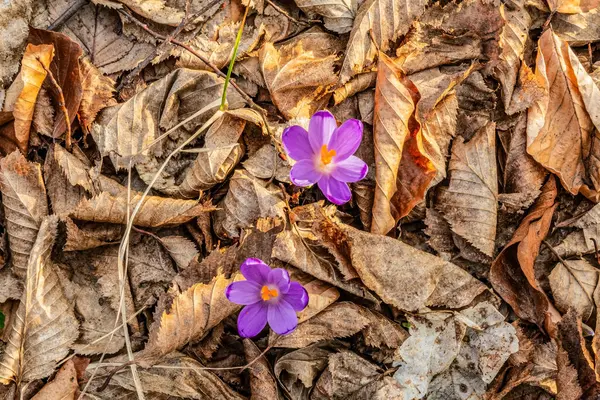 Ormandaki güzel crocus crocus