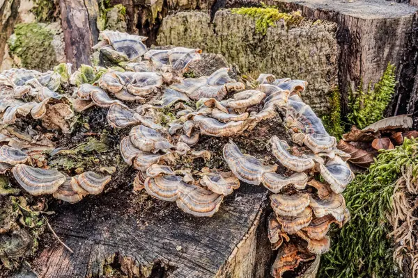 Ormandaki eski tahta kütük