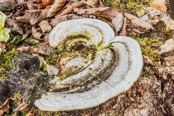 Yosun kaplı eski taş duvar.