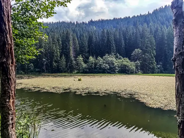 Ormandaki güzel göl