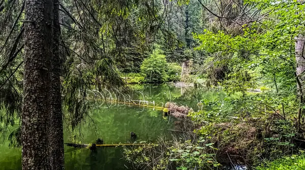 Orman nehri, güzel doğa, orman, nehir, yaz