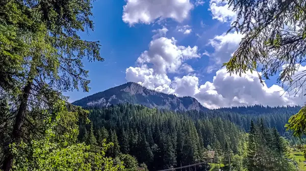 Ağaçlar ve ormanlarla kaplı dağ manzarası