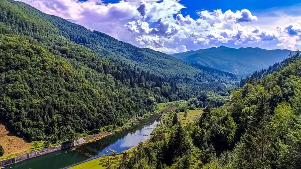 Ormandaki nehrin havadan görünüşü