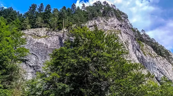 Ormandaki ağaçla kaplı güzel bir manzara.