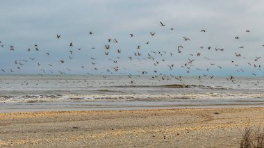 Martılar denizin üzerinde uçuyor.