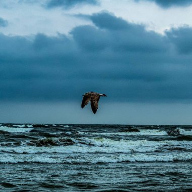 Martı denizin üzerinde uçuyor.