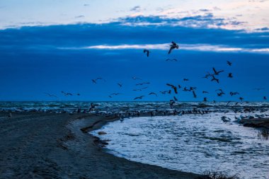 Gün batımında sahilde martılar