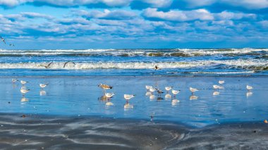 Kumsaldaki martılar