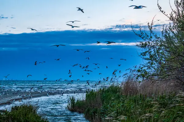 Martılar denizin üzerinde uçuyor. Akşamları gökyüzü çok güzel. Güzel kuşlar denizin üzerinde uçuyor..