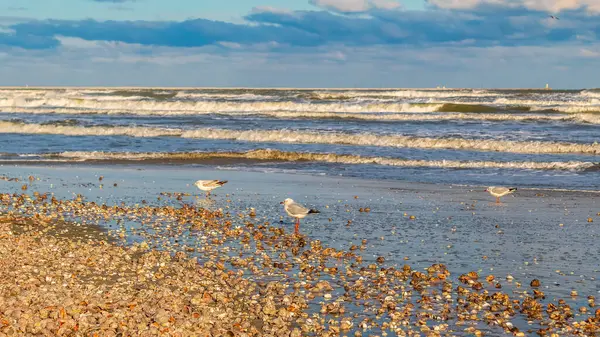 Kumlu bir plajı olan güzel bir deniz manzarası. deniz ve dalgalar.