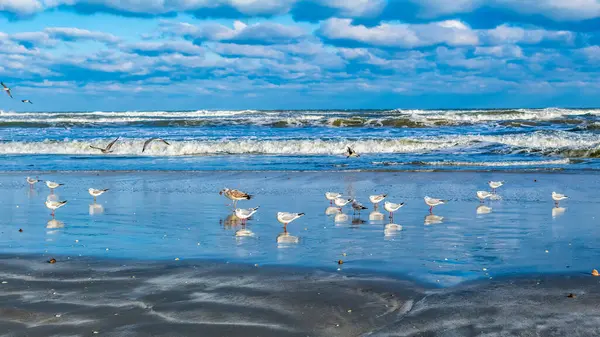 Kumsaldaki martılar