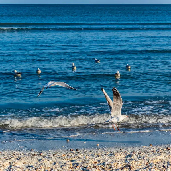 Baltık Denizi sahilinde martı