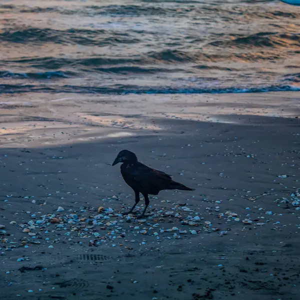 Akşamları kumsalda siyah karga