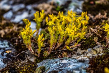 Macro photo, Animals, Nature, urope, Eastern Europe, Romania   