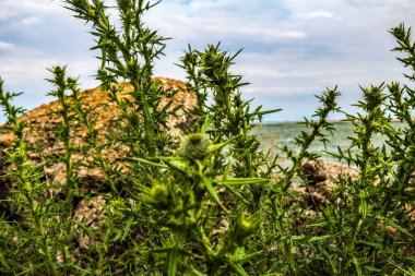 Deniz kıyısının güzel manzarası.