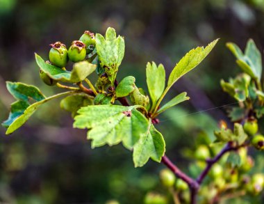 Baharda ağaçta yeşil yapraklar