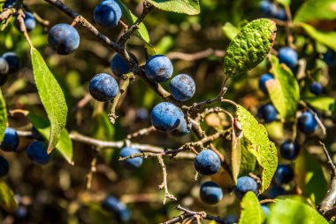 Ağaç dalında böğürtlen