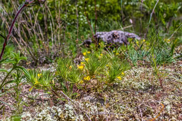 çiçekler ve orman ile güzel manzara