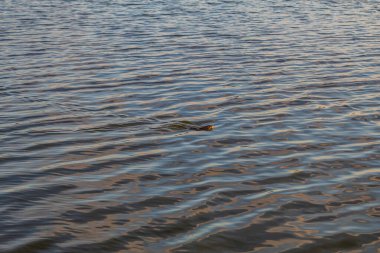 Nehrin yüzeyinin dokusu