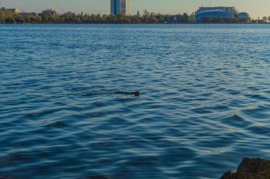 Nehirli şehir manzarası, güzel bir göl ve göl manzarası, akşam gökyüzü..