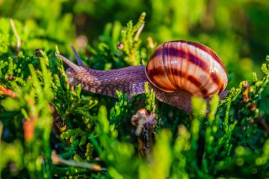 Hayvanlar, Hayvanlar, Doğa, Üra, Doğu Avrupa, Romanya