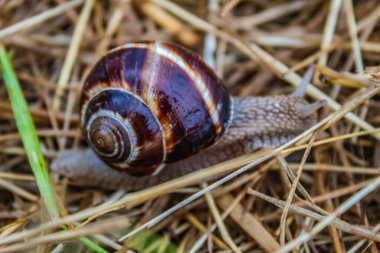 Hayvanlar, Hayvanlar, Doğa, Üra, Doğu Avrupa, Romanya