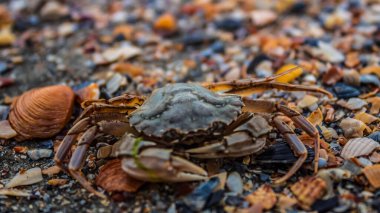Kumsaldaki Deniz Kabuğu