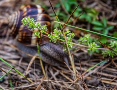 Hayvanlar, Hayvanlar, Doğa, Üra, Doğu Avrupa, Romanya
