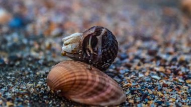 Kumsalda deniz kabukları