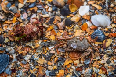 kabukları ve deniz taşları