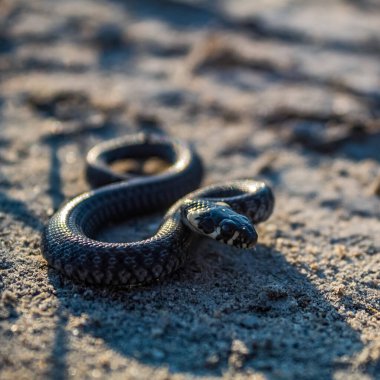 Kumlu zeminde bir yılan, yakın - yakın -