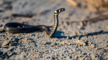 Çölde bir yılana yaklaş.
