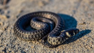 Yılan vahşi doğada